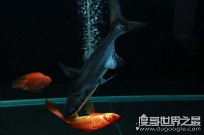 魚缸最好品牌排行(魚缸品牌排名)