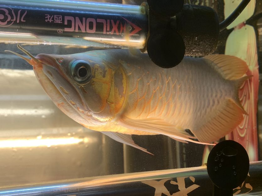 純印尼大湖紅龍32+不斗不掉無病無災(zāi)廣東湛江自提3500不刀