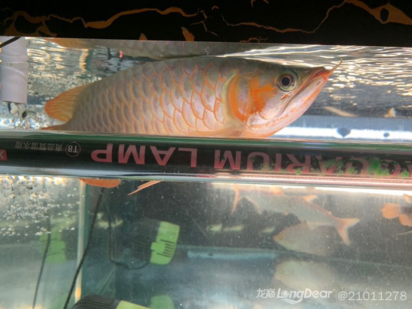 純印尼大湖紅龍32+不斗不掉無病無災廣東湛江自提3500不刀