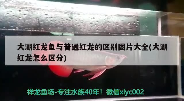 大湖紅龍魚與普通紅龍的區別圖片大全(大湖紅龍怎么區分)