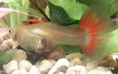 觀賞魚幼魚飼料選購指南，如何判斷魚糧質量，幼魚飼料營養成分解析