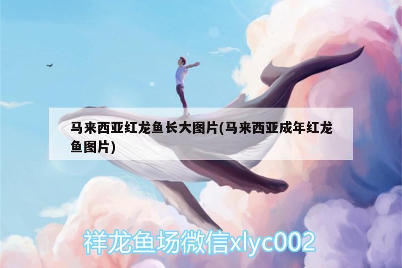 馬來西亞紅龍魚長大圖片(馬來西亞成年紅龍魚圖片)