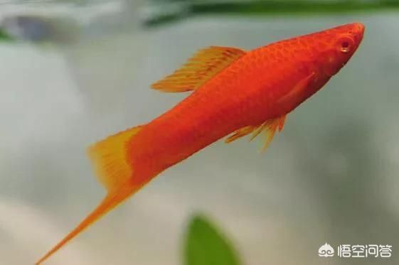 觀賞魚幼魚飼料選購指南，如何判斷魚糧質量，幼魚飼料營養成分解析