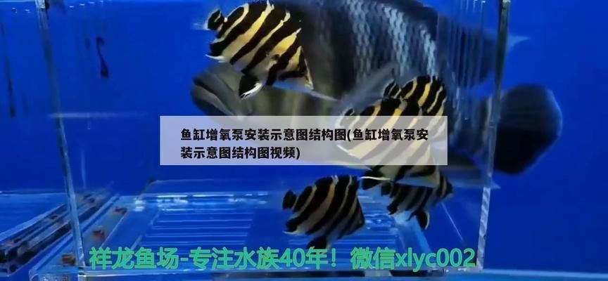 魚缸增氧泵原理圖，增氧泵維護技巧魚缸氧氣不足解決方法