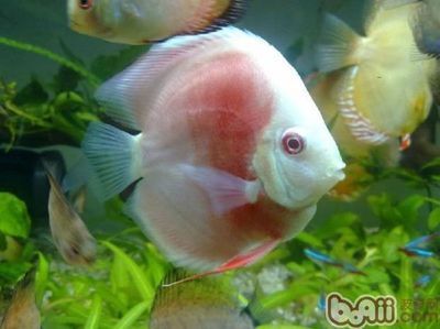 常見的觀賞魚種類圖片：觀賞魚圖片欣賞 常見的觀賞魚種類圖片：觀賞魚圖片欣賞 水族館百科（水族館加盟） 第4張