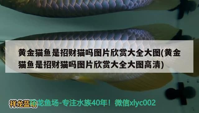 黃金貓魚是招財貓嗎圖片欣賞大全大圖(黃金貓魚是招財貓嗎圖片欣賞大全大圖高清)