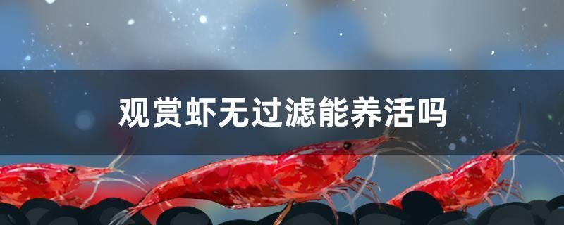 觀賞蝦無過濾能養活嗎