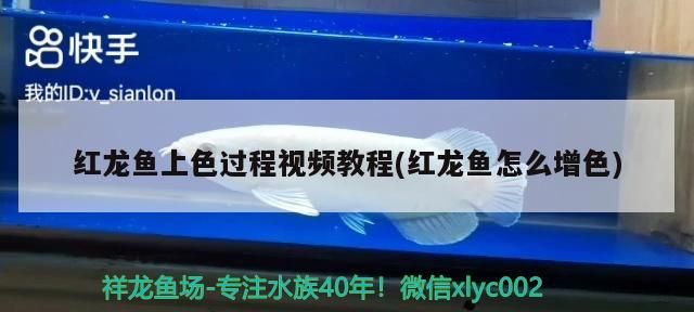 紅龍魚上色過(guò)程視頻教程(紅龍魚怎么增色)