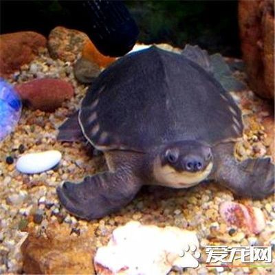 過背金龍魚挑選：如何從眾多過背金龍魚中挑選出健康、優質的個體