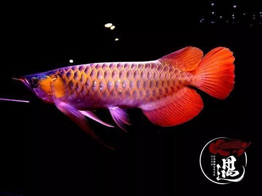 大湖紅龍發色效果圖：大湖紅龍如何利用紅色發色進行偽裝和生存