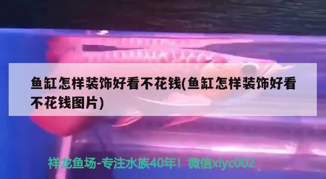 魚缸怎樣裝飾好看不花錢(魚缸怎樣裝飾好看不花錢圖片) 魚缸怎樣裝飾好看不花錢(魚缸怎樣裝飾好看不花錢圖片) 元寶鳳凰魚百科 第2張