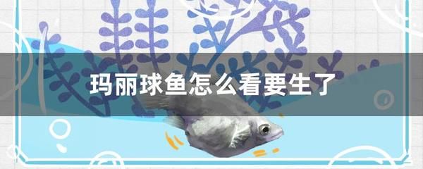 過背金龍魚用什么顏色的燈比較好看(過背金龍魚用什么顏色的燈比較好看圖片)