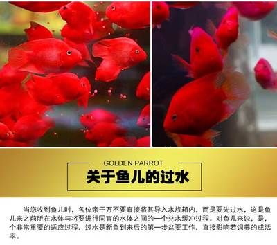 招財和銀龍魚能混養嗎圖片欣賞(銀龍魚和發財魚能混養嗎)