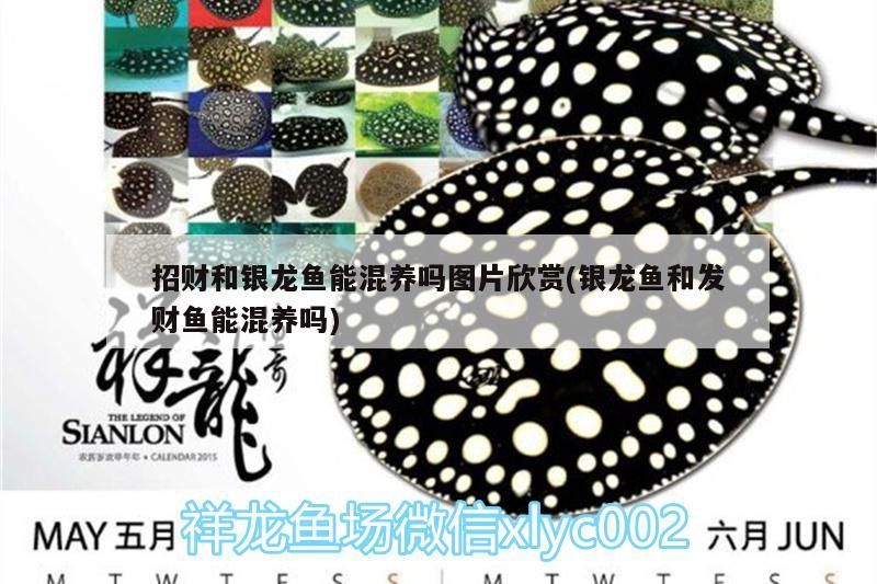 招財和銀龍魚能混養嗎圖片欣賞(銀龍魚和發財魚能混養嗎)