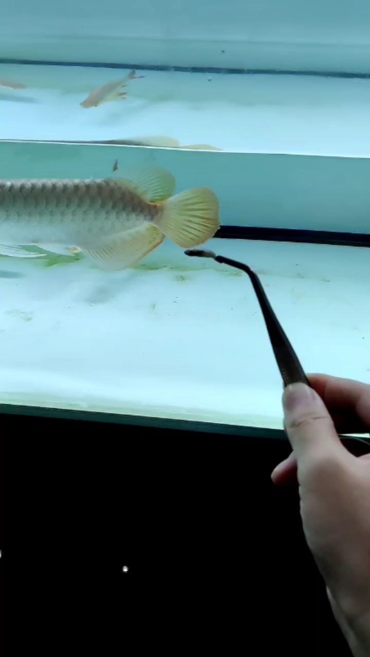 銀龍魚沉缸是怎么回事（ 銀龍沉缸底怎么回事）