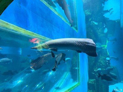 水族館取名字怎么取（水族館名字怎么取？）