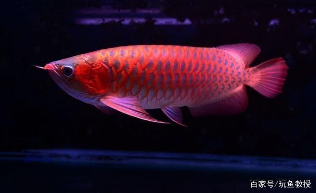 紅龍魚怎么那么貴啊：為什么紅龍魚的價格那么昂貴？