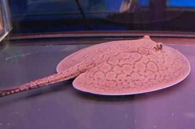 魟魚腹部長絲：魟魚腹部長絲信息[需手動填充][需手動填充]魚腹部長絲的具體信息