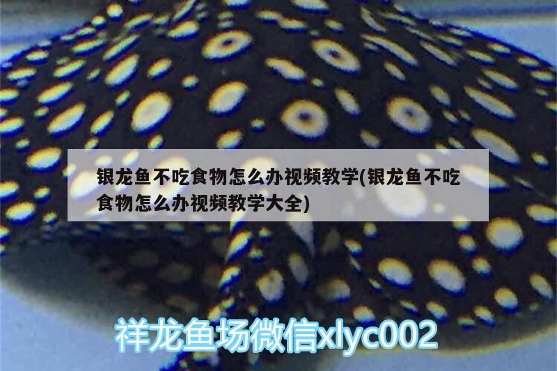銀龍魚不吃食物怎么辦視頻教學(銀龍魚不吃食物怎么辦視頻教學大全)