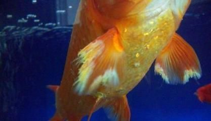 龍魚吃什么小魚好養活一些 龍魚吃什么小魚好養活一些 龍魚百科 第3張