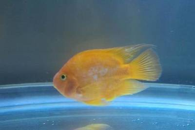 黃金招財貓魚怎么那么貴呢圖片欣賞(黃金貓魚為什么那么貴)