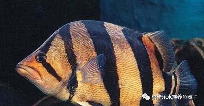 虎魚(yú)飼料選擇指南，如何選擇合適的虎魚(yú)飼料