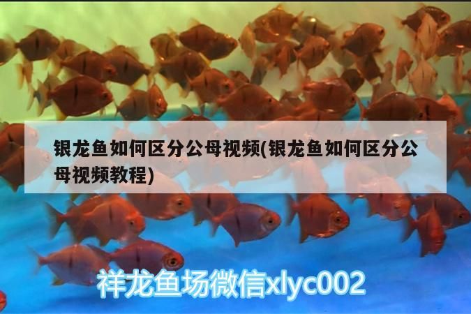 銀龍魚如何區分公母視頻(銀龍魚如何區分公母視頻教程)