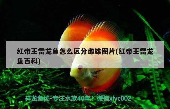 紅帝王雷龍魚怎么區分雌雄圖片(紅帝王雷龍魚百科)