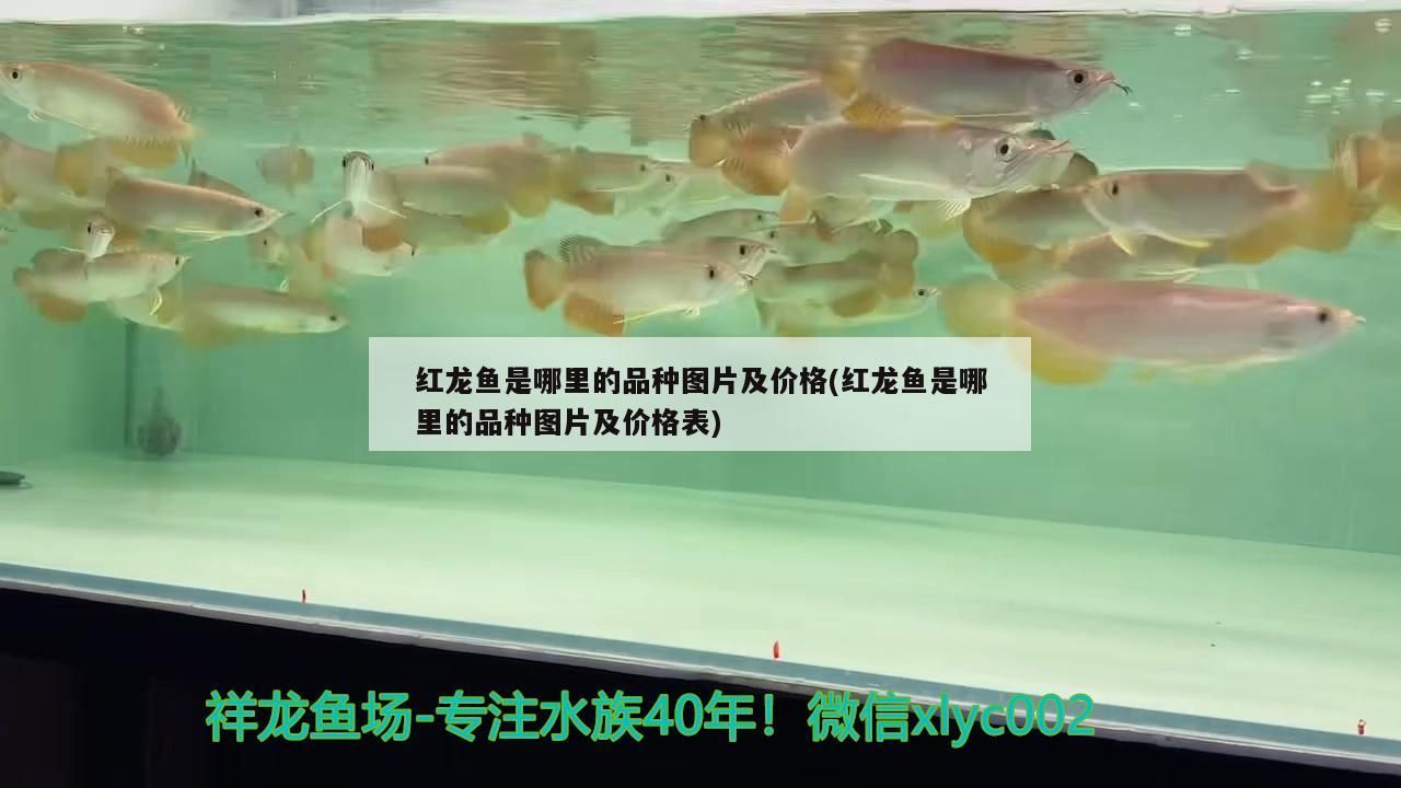 紅龍魚是哪里的品種圖片及價格(紅龍魚是哪里的品種圖片及價格表)