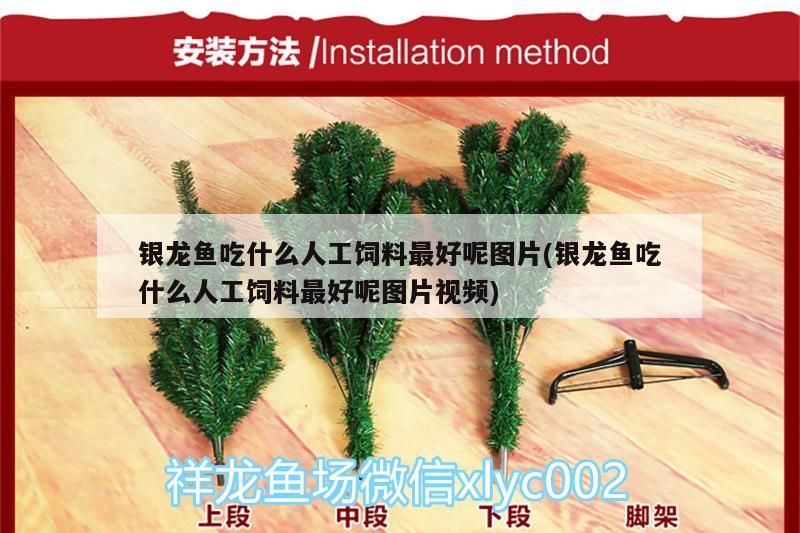 銀龍魚吃什么人工飼料最好呢圖片(銀龍魚吃什么人工飼料最好呢圖片視頻)