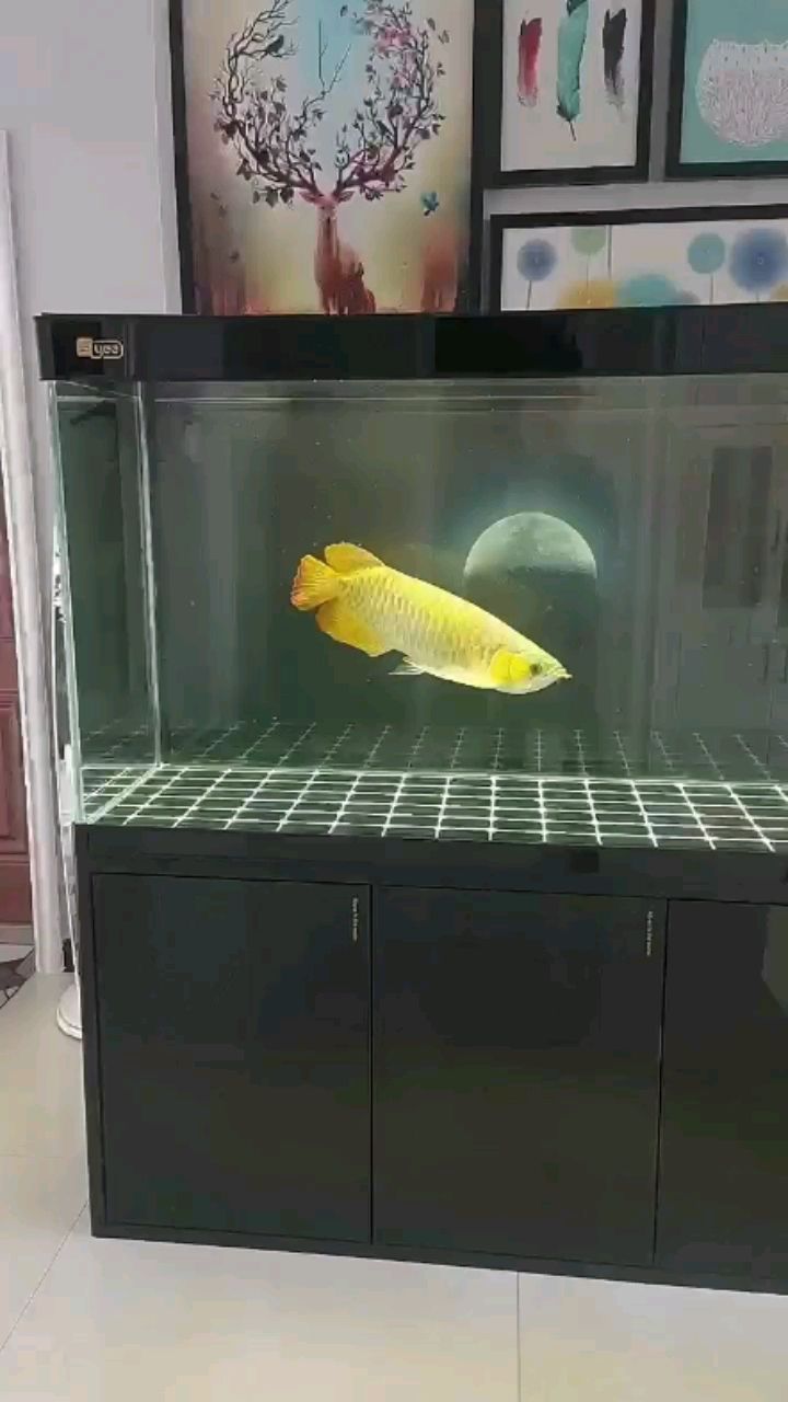 這是沉頭嗎？扎頭？沉頭？ 這是沉頭嗎？扎頭？沉頭？ 紅龍魚百科 第1張
