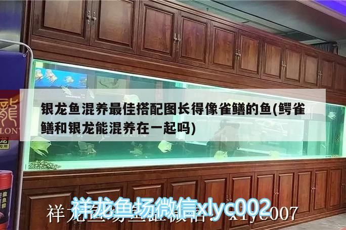 銀龍魚混養最佳搭配圖長得像雀鱔的魚(鱷雀鱔和銀龍能混養在一起嗎)