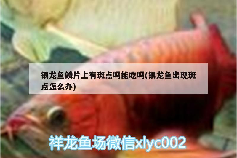 銀龍魚鱗片上有斑點嗎能吃嗎(銀龍魚出現斑點怎么辦)