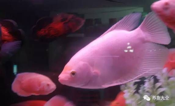 火箭魚水溫波動影響研究，水溫波動對火箭魚的影響