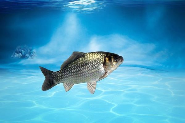 火箭魚水溫波動影響研究，水溫波動對火箭魚的影響