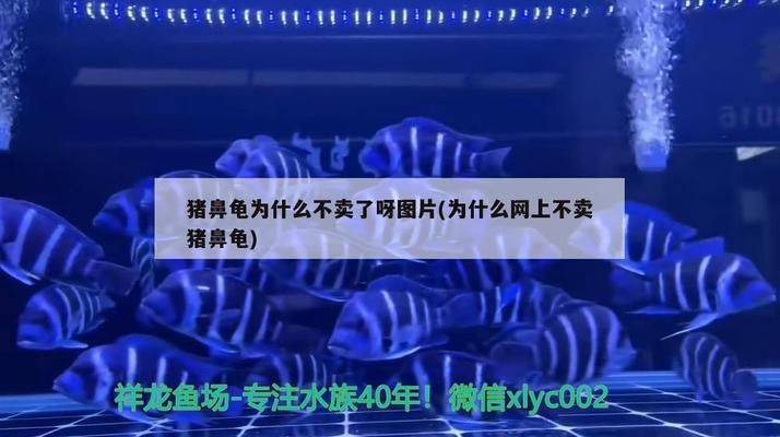 豬鼻龜不能賣了嗎：豬鼻龜為什么不能賣掉