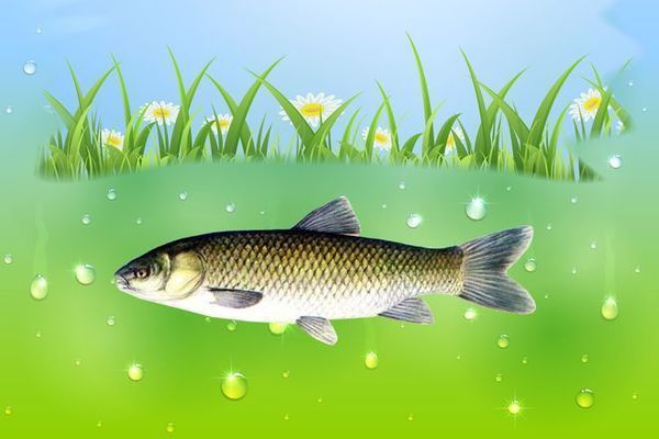 火箭魚水溫波動影響研究，水溫波動對火箭魚的影響