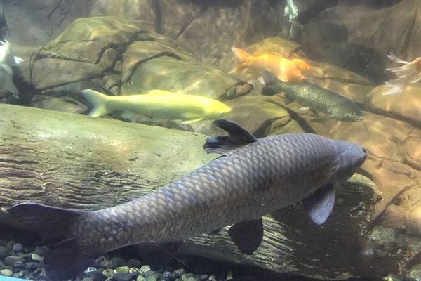 火箭魚水溫波動影響研究，水溫波動對火箭魚的影響