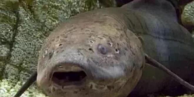 最貴龍魚價格排名榜前十名有哪些品種圖片：探尋最貴龍魚價格排名榜前十名的神秘品種