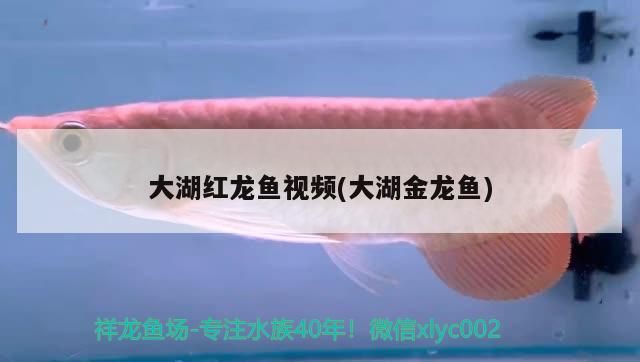大湖紅龍魚視頻(大湖金龍魚)
