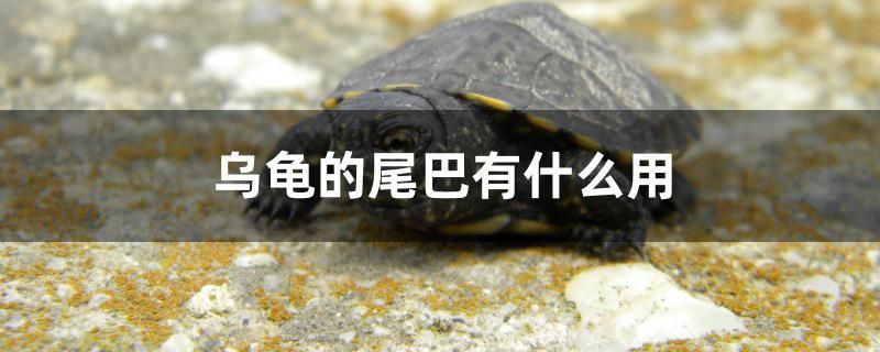 烏龜的尾巴有什么用