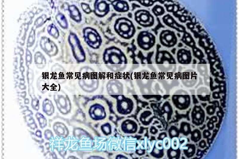 銀龍魚常見病圖解和癥狀(銀龍魚常見病圖片大全)