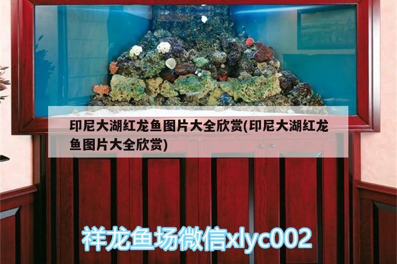 印尼大湖紅龍魚圖片大全欣賞(印尼大湖紅龍魚圖片大全欣賞)