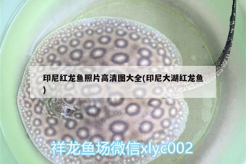 印尼紅龍魚照片高清圖大全(印尼大湖紅龍魚)