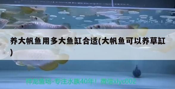養大帆魚用多大魚缸合適(大帆魚可以養草缸)