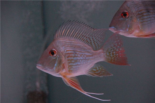 元寶鳳凰魚(yú)怎么繁殖：元寶鳳凰魚(yú)的繁殖過(guò)程需要特定環(huán)境條件和管理措施