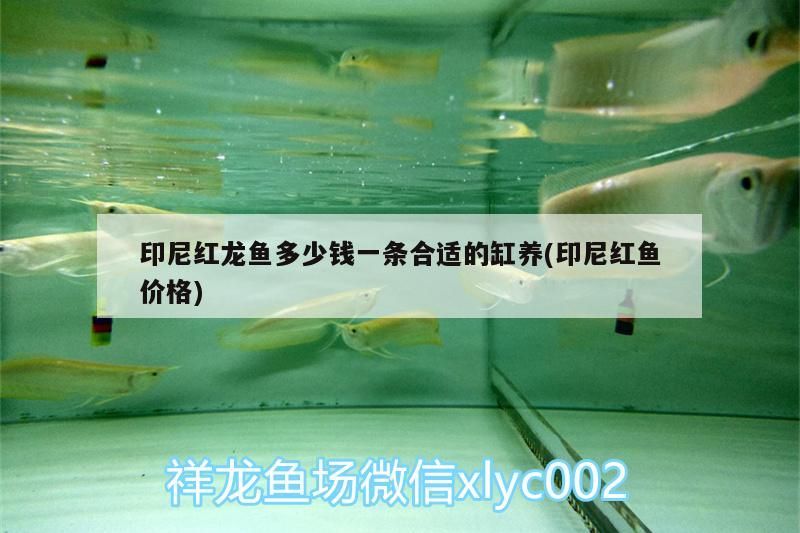 印尼紅龍魚多少錢一條合適的缸養(印尼紅魚價格)
