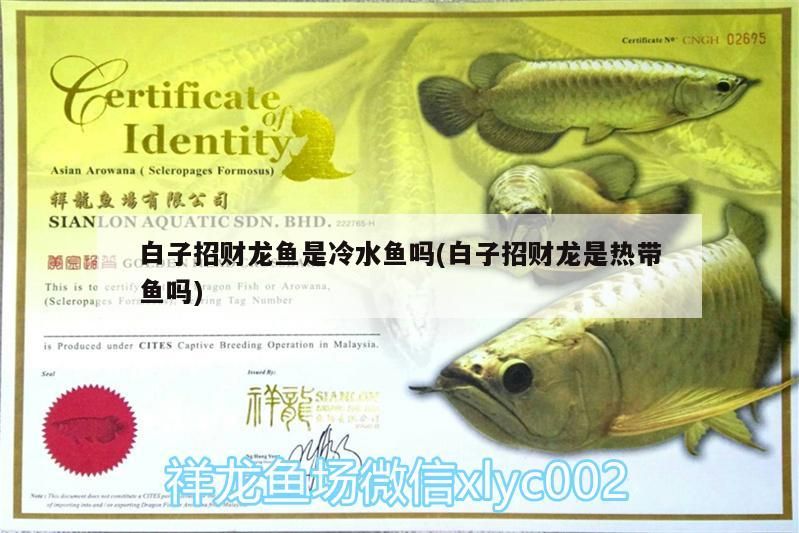 白子招財龍魚是冷水魚嗎(白子招財龍是熱帶魚嗎)