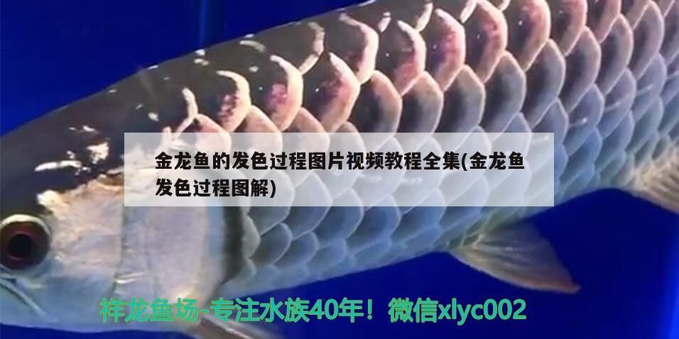 魚缸加熱棒老魚匠的怎么樣（老魚匠加熱棒出現故障怎么排除）