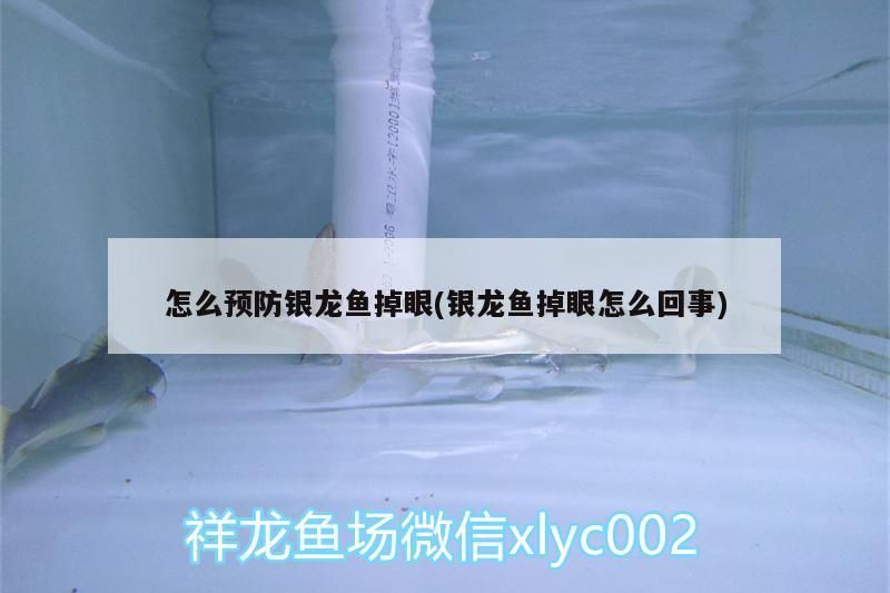 怎么預防銀龍魚掉眼(銀龍魚掉眼怎么回事)